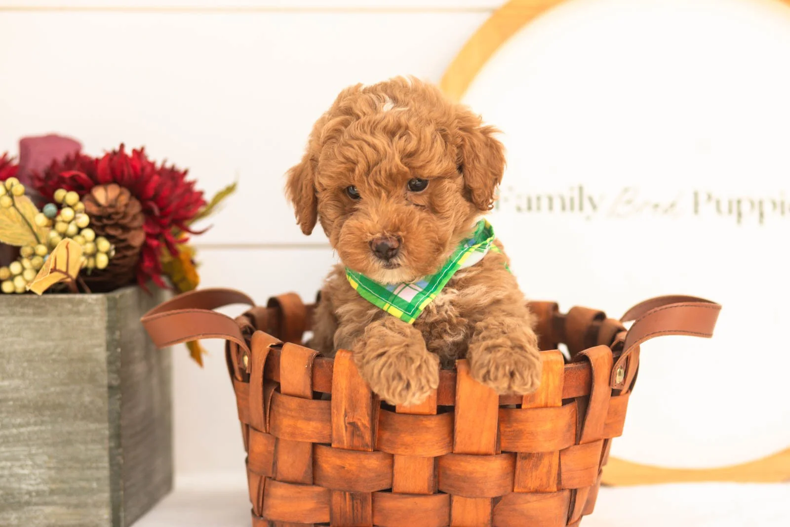 Oriole goldendoodle for sale(3).jpg