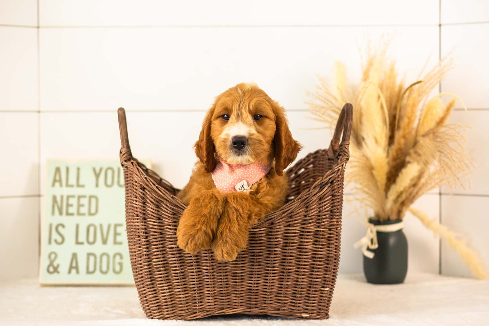 Maze goldendoodle for sale(3).jpg
