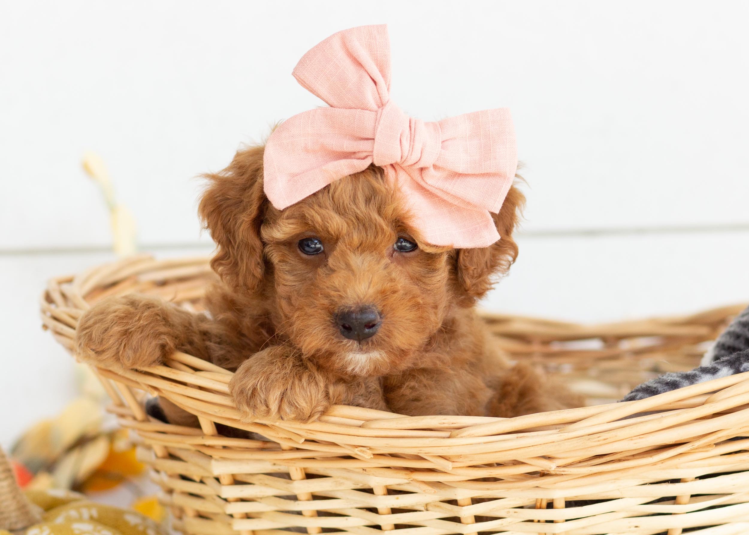 Pink Lady Goldendoodle for sale(3).jpg