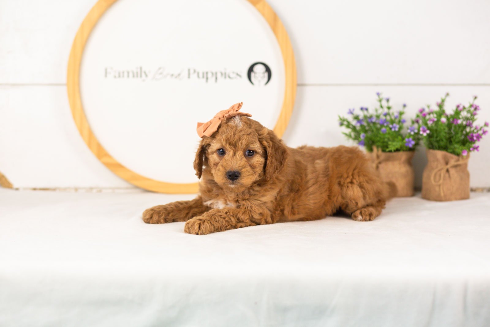 Lisa goldendoodle for sale.jpg