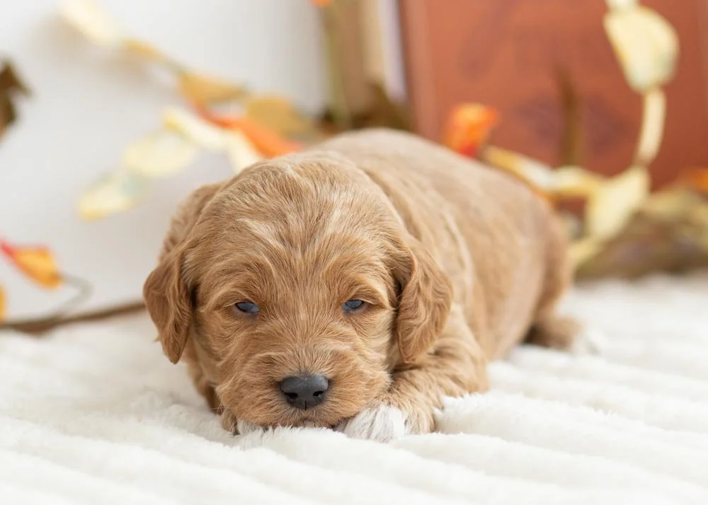 Brownie Batter goldendoodle for sale(3).jpg