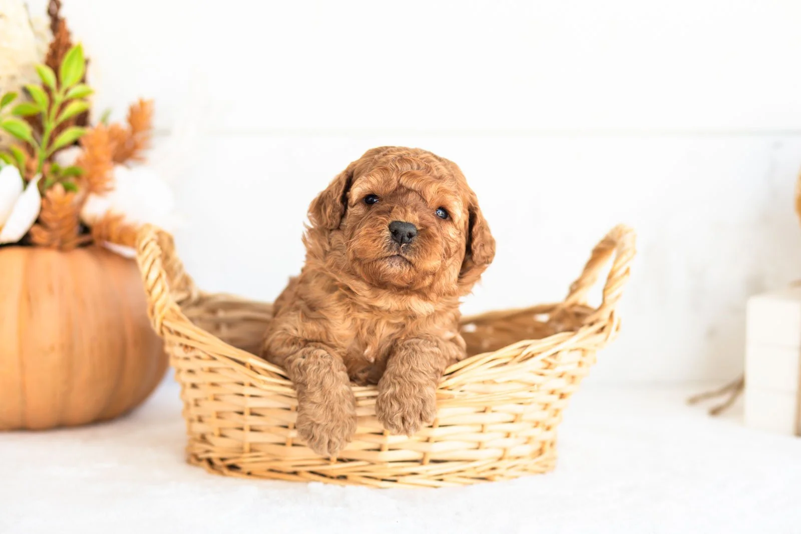Nutmeg goldendoodle for sale 1.jpg
