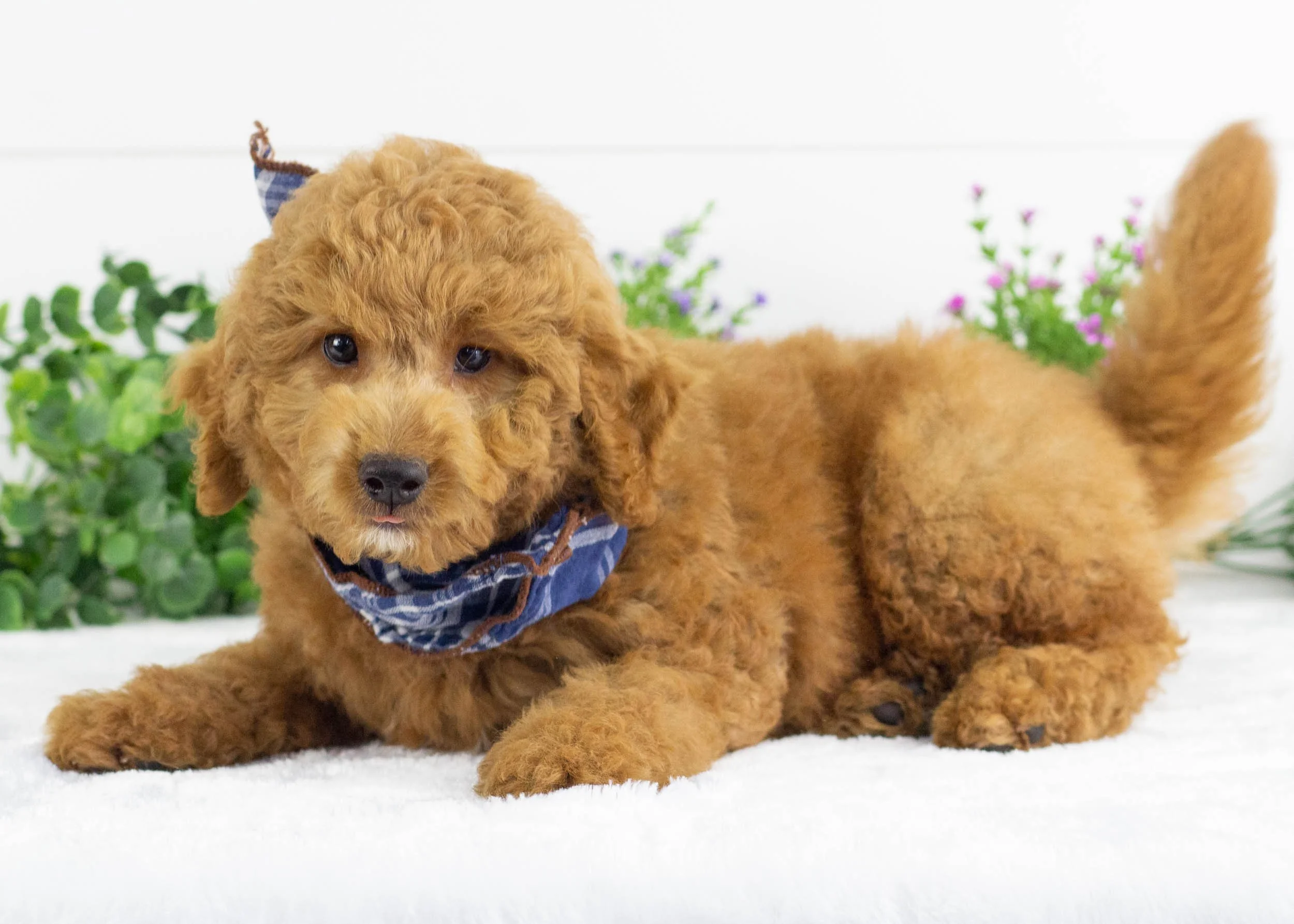 Finn Goldendoodle For Sale(2).jpg