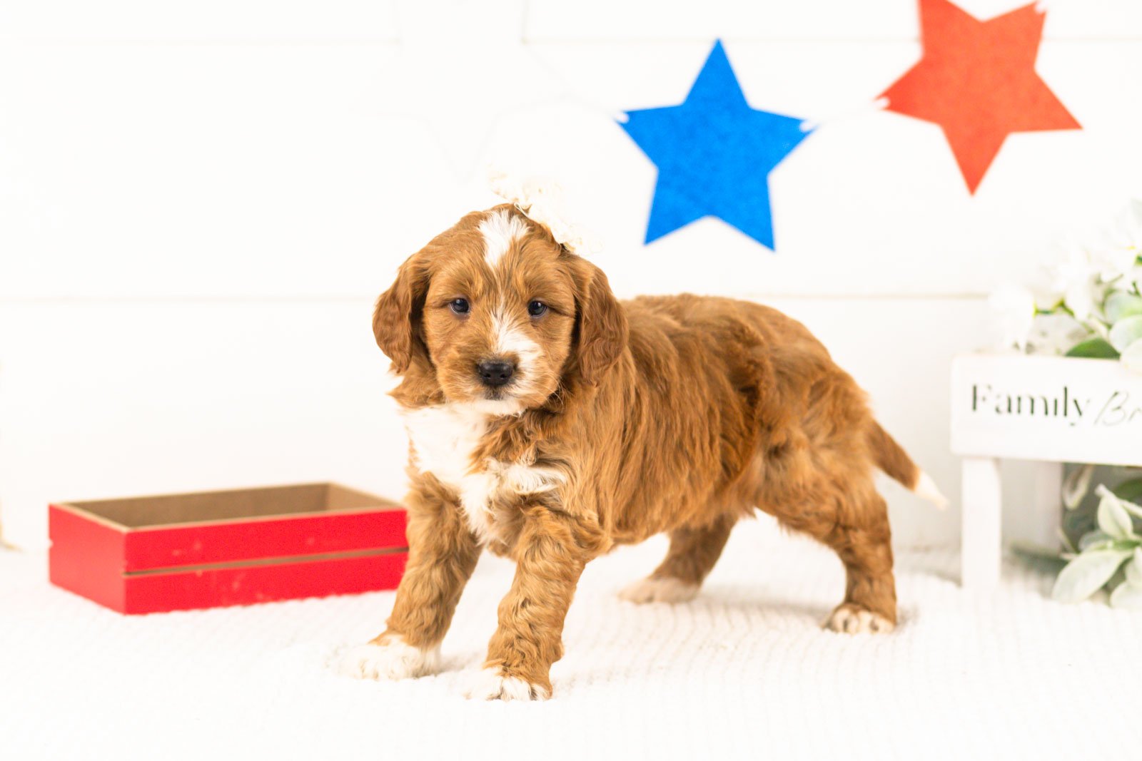 lynette goldendoodle for sale(2).jpg