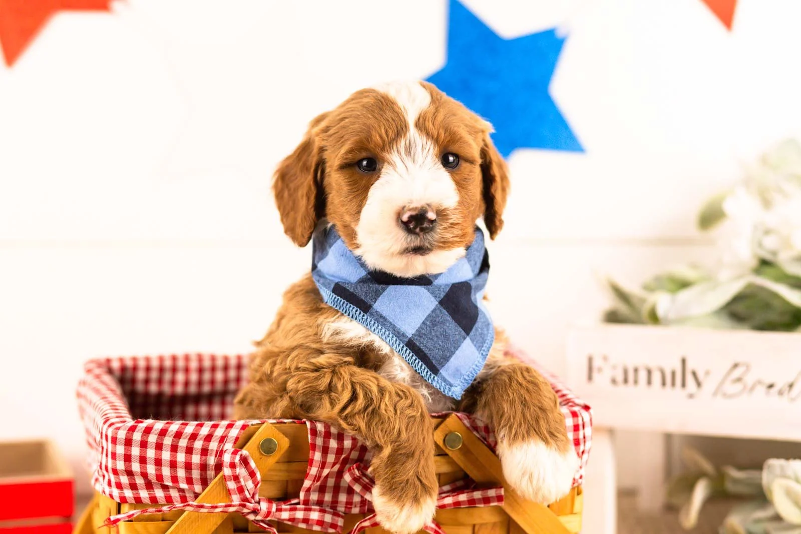 horatio goldendoodle for sale(3).jpg