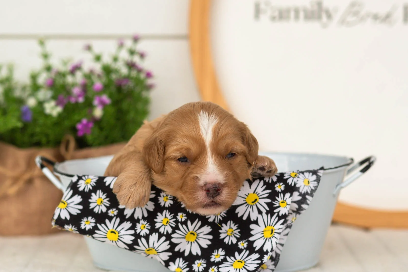 Glory goldendoodle for sale(3).jpg