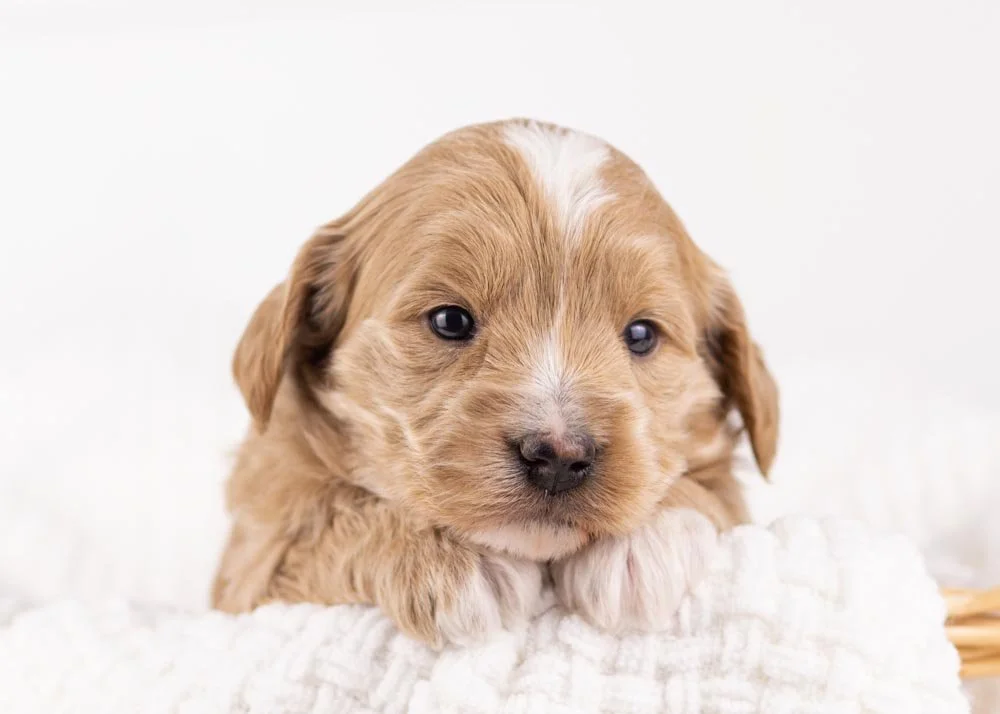 goldendoodle for sale