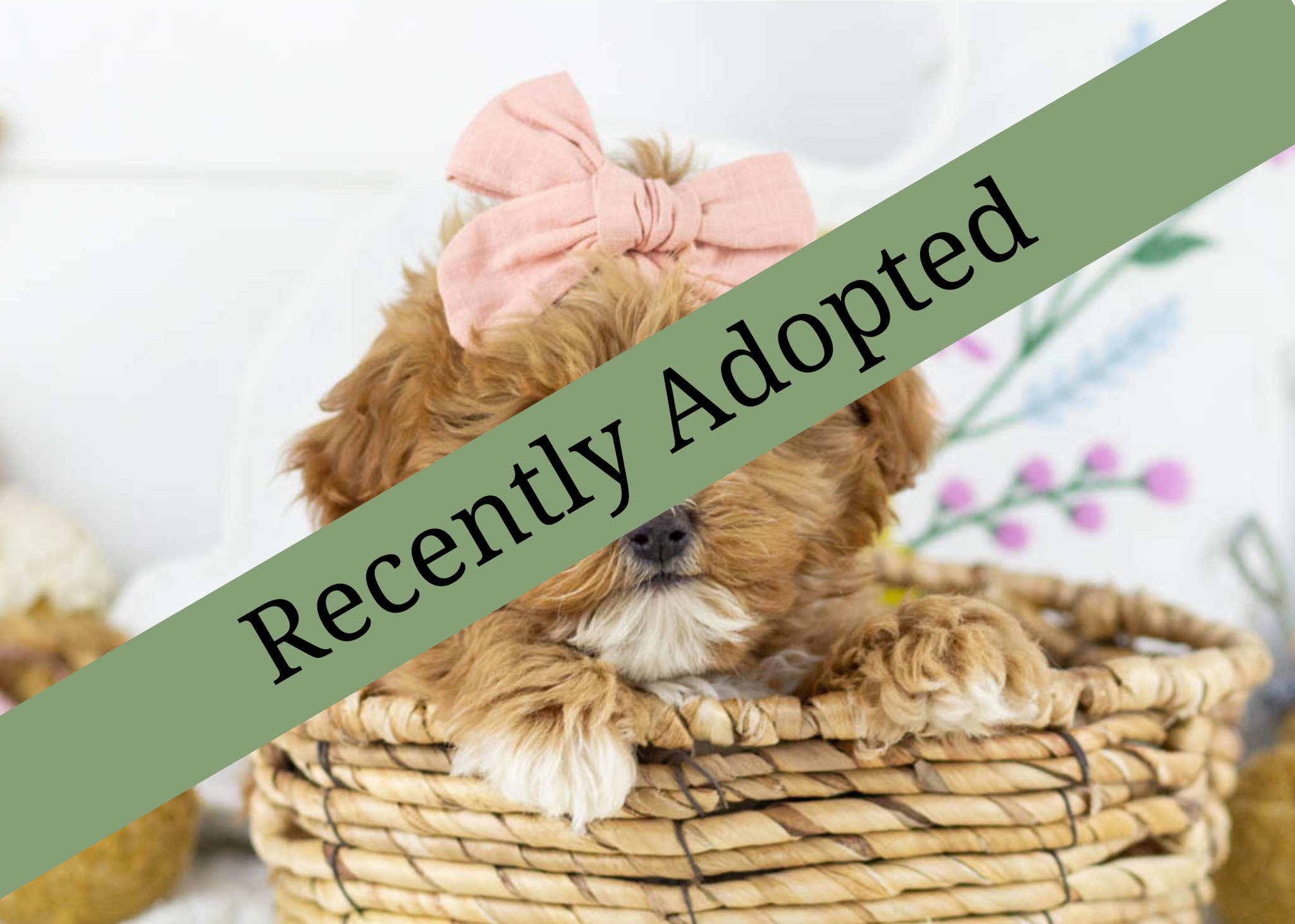 goldendoodle for sale