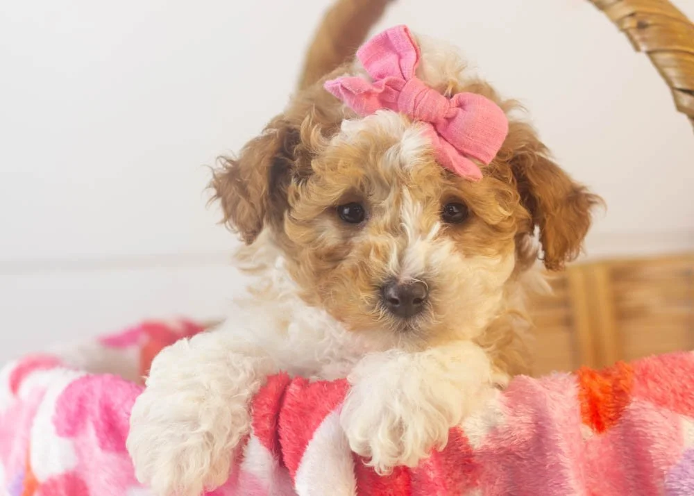 Denali goldendoodle for sale.(1).jpg