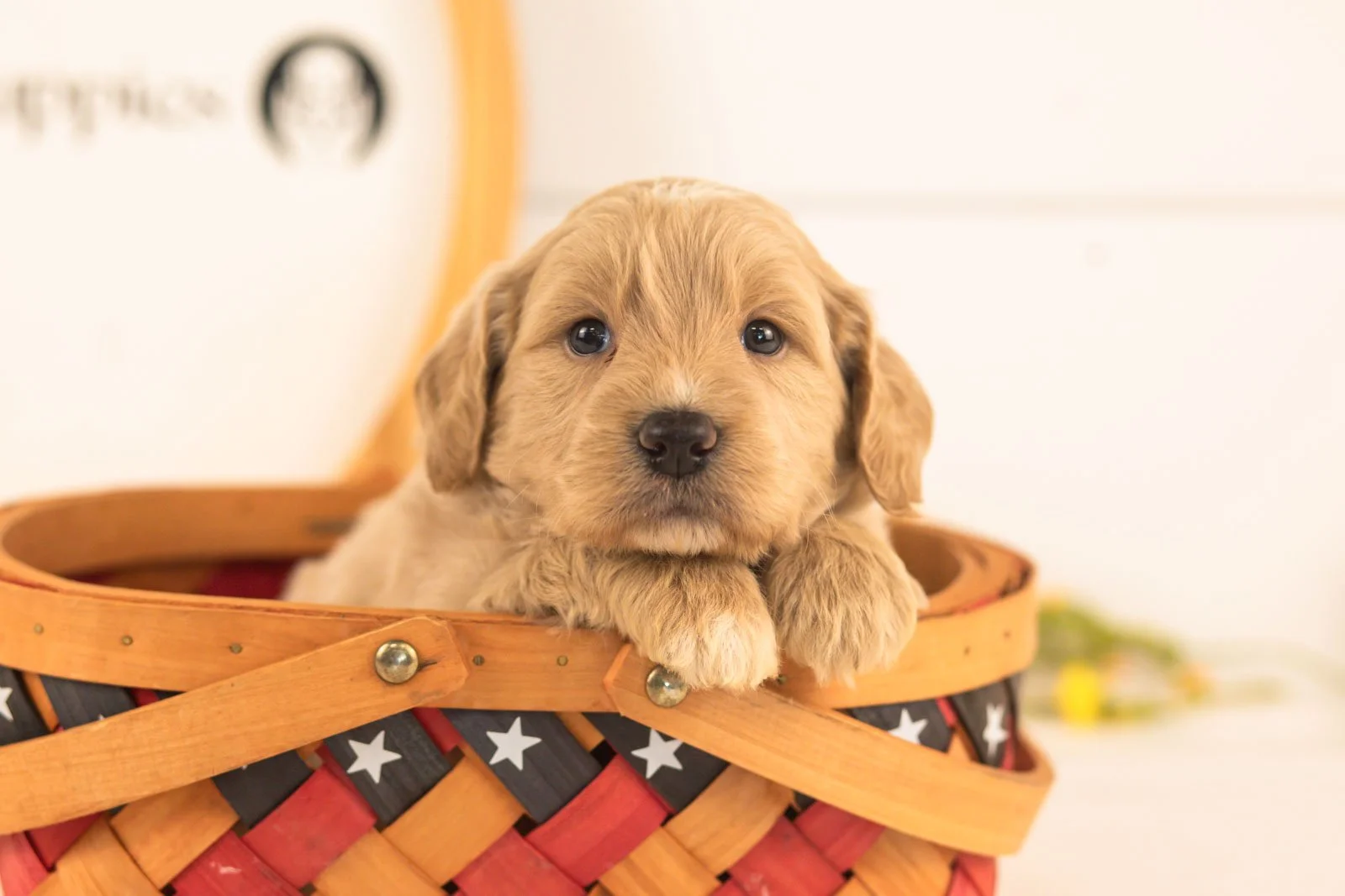 Bob goldendoodle for sale(3).jpg