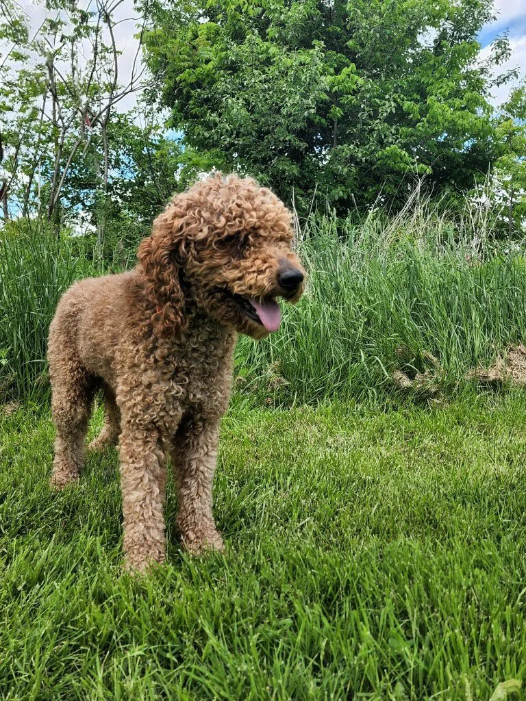 dad poodle