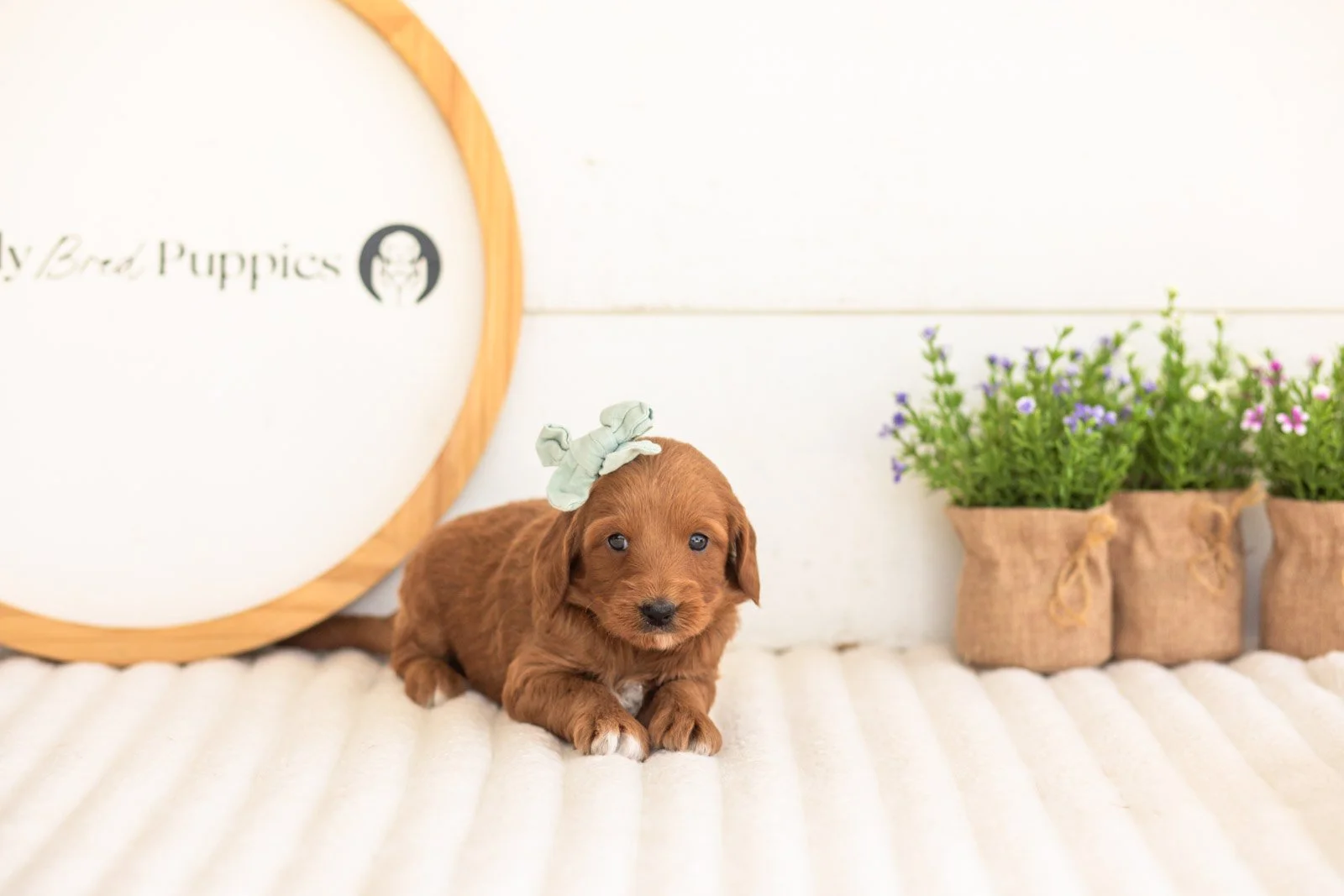 Summer goldendoodle for sale.jpg