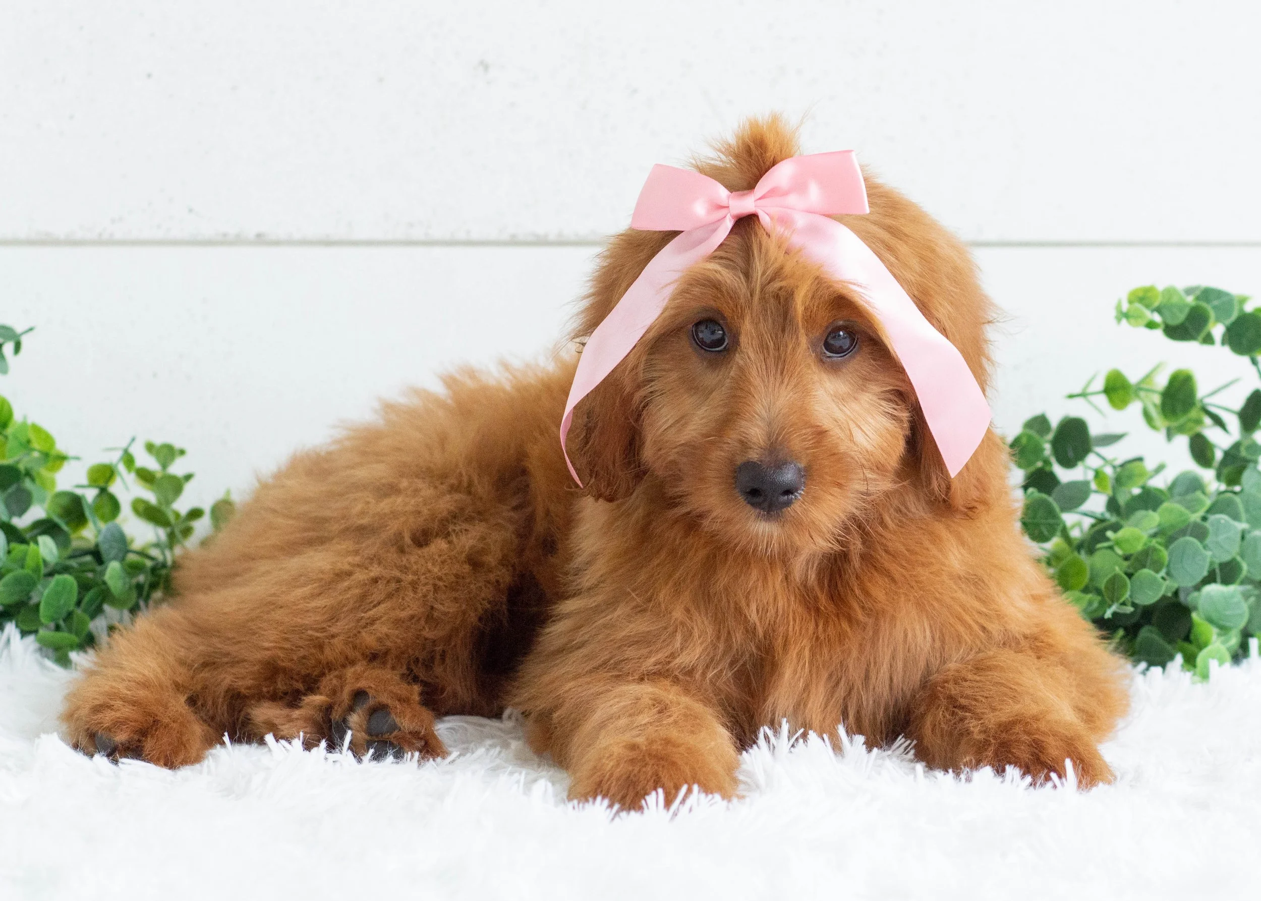 Daisy Goldendoodles for sale(3).jpg