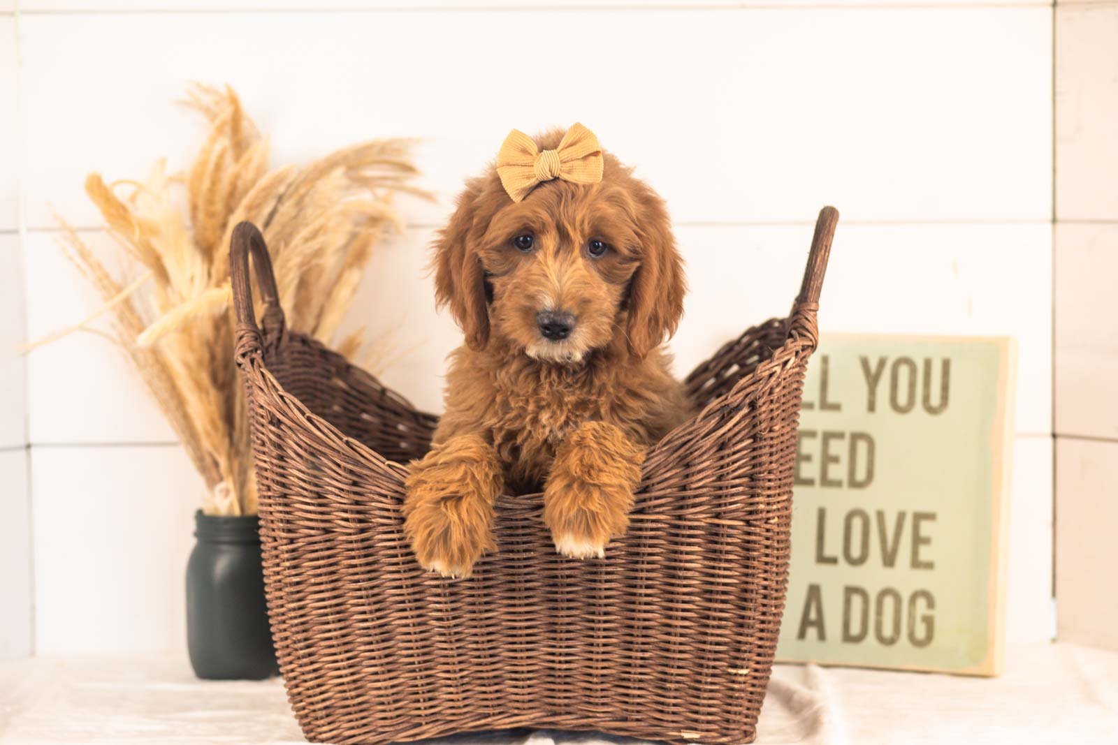 Ophelia goldendoodle for sale(4).jpg