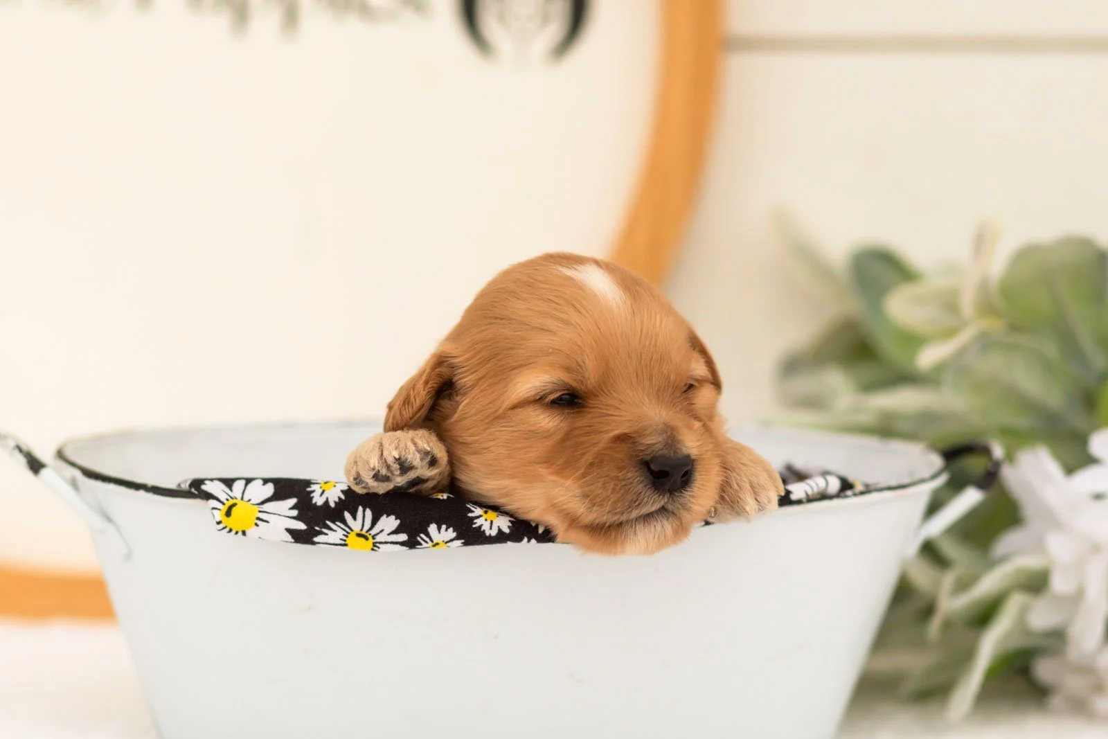 Emma goldendoodle for sale(3).jpg