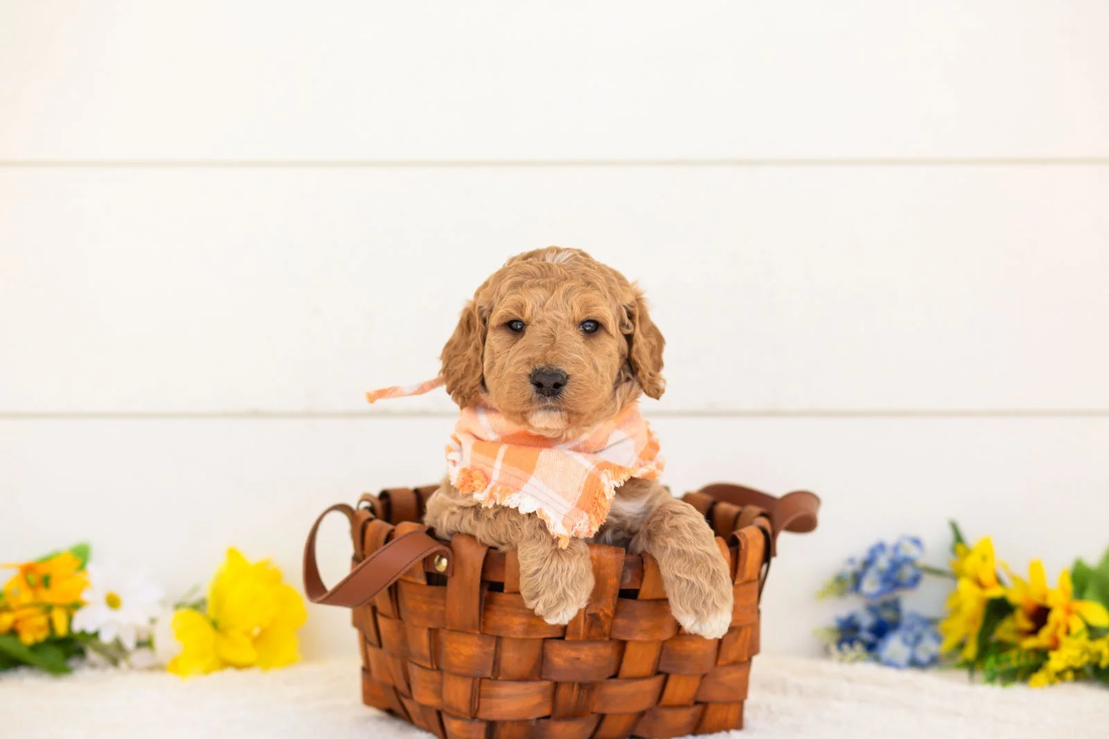 Clove goldendoodle for sale(4).jpg