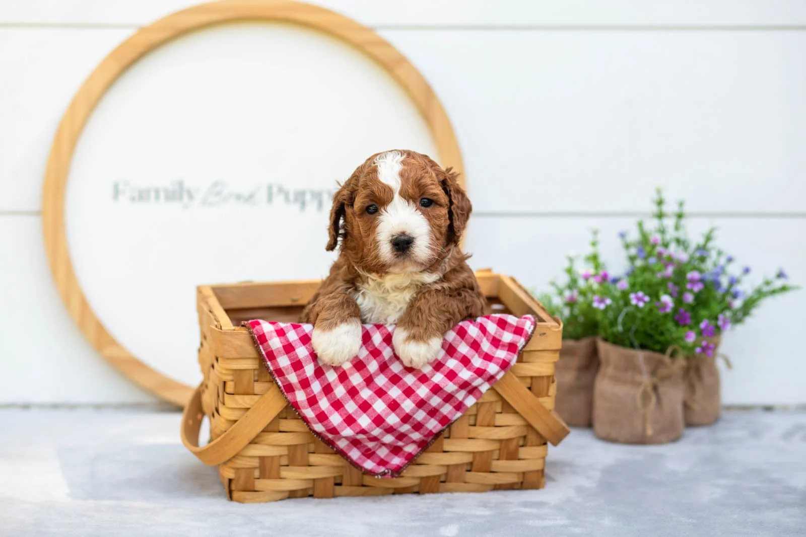 Sesame goldendoodle for sale(5).jpg