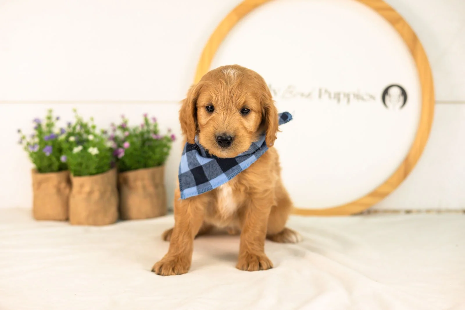 Putzie goldendoodle for sale(1).jpg