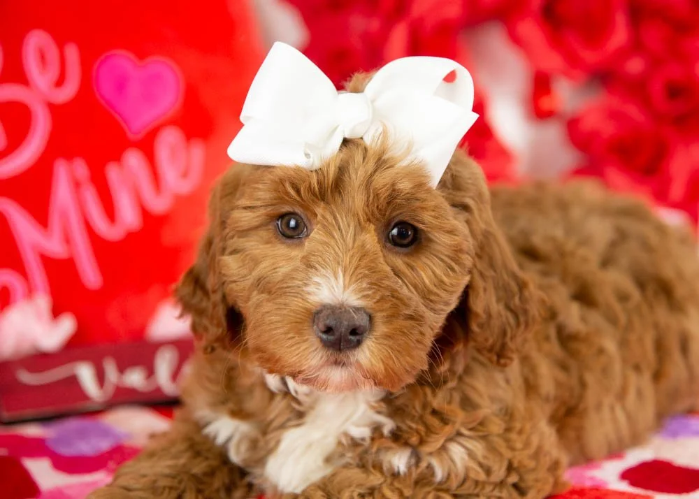 anna goldendoodle for sale(3).jpg