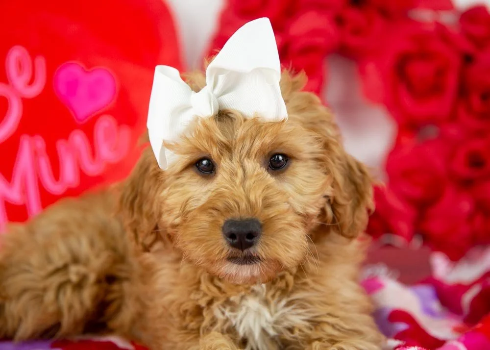 goldendoodle for sale