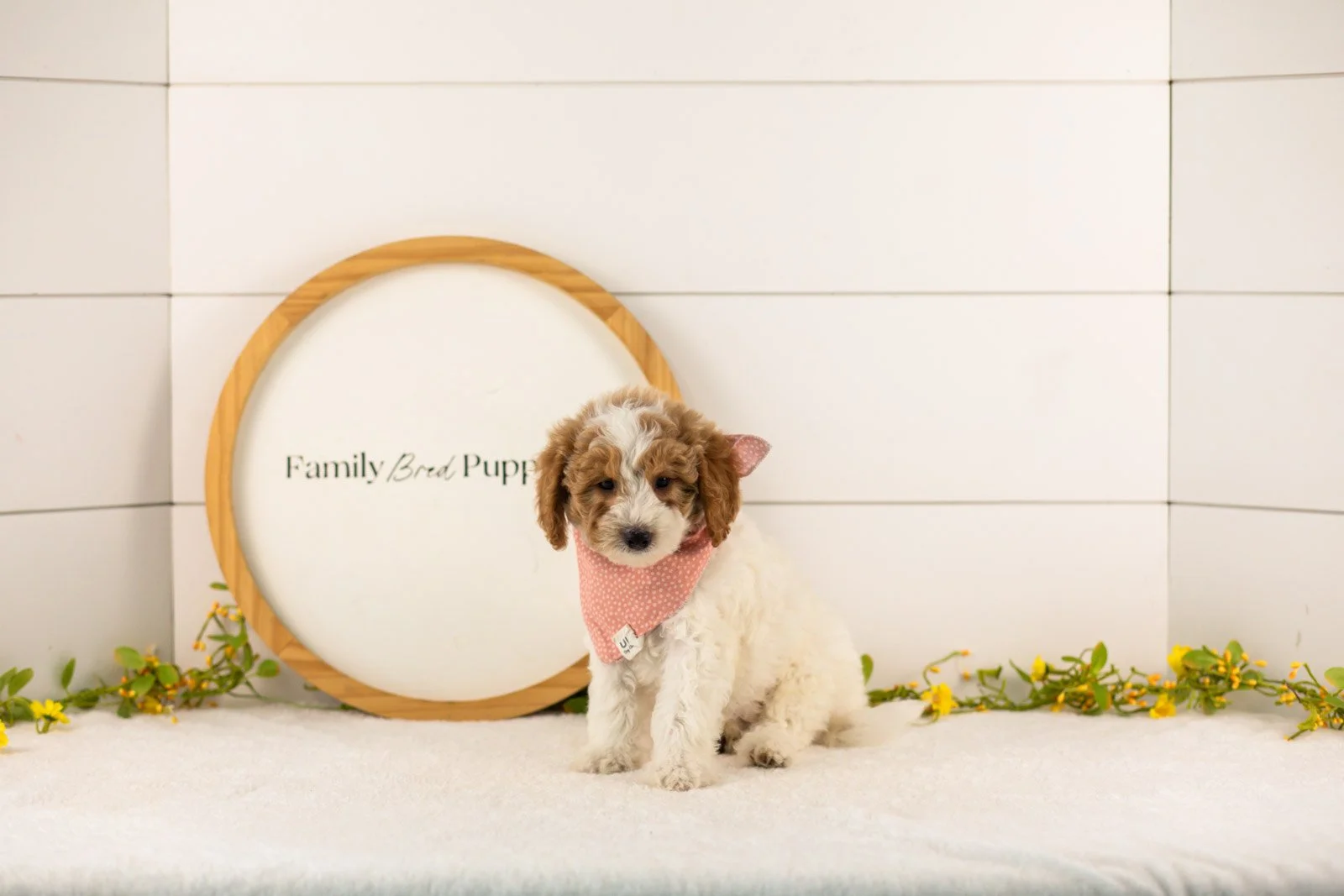 Lark goldendoodle for sale(2).jpg