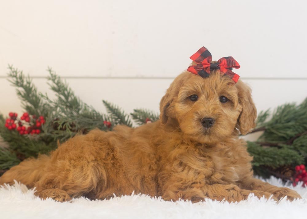 Lynx goldendoodle for sale(3).jpg