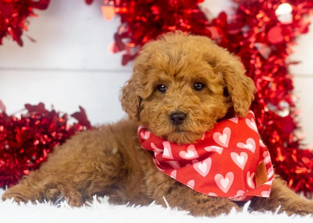 goldendoodle for sale