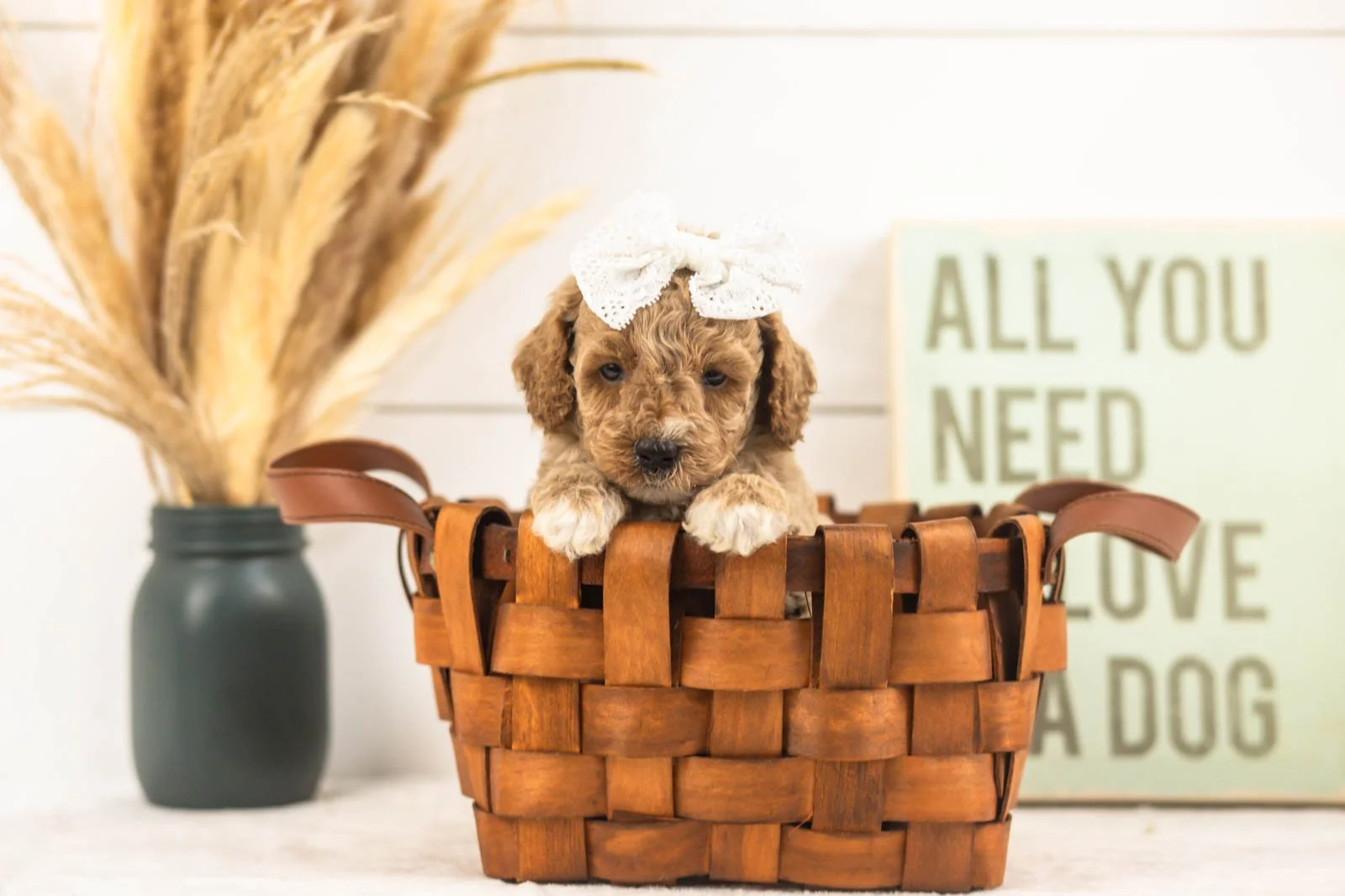 Daisy goldendoodle for sale.jpg