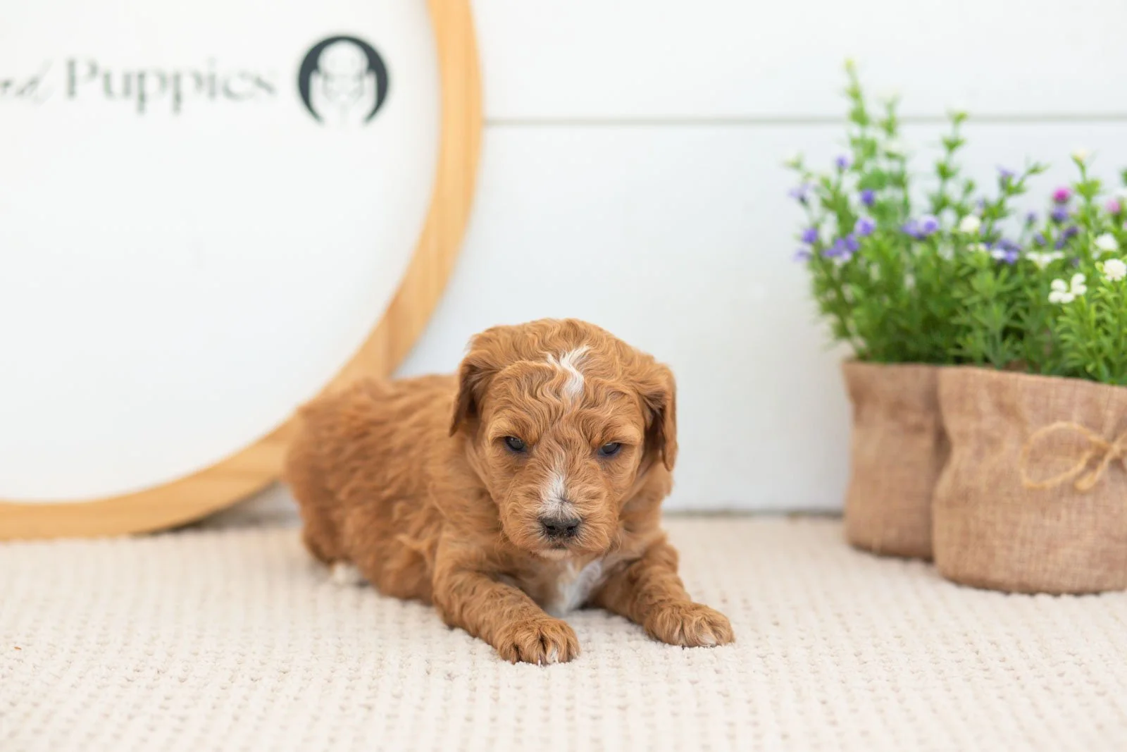 Sky golendoodle for sale(1).jpg
