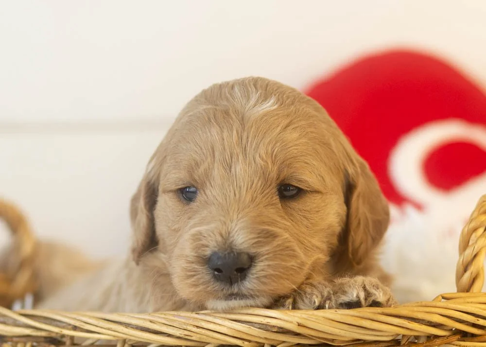 matcha goldendoodle for sale(1).jpg