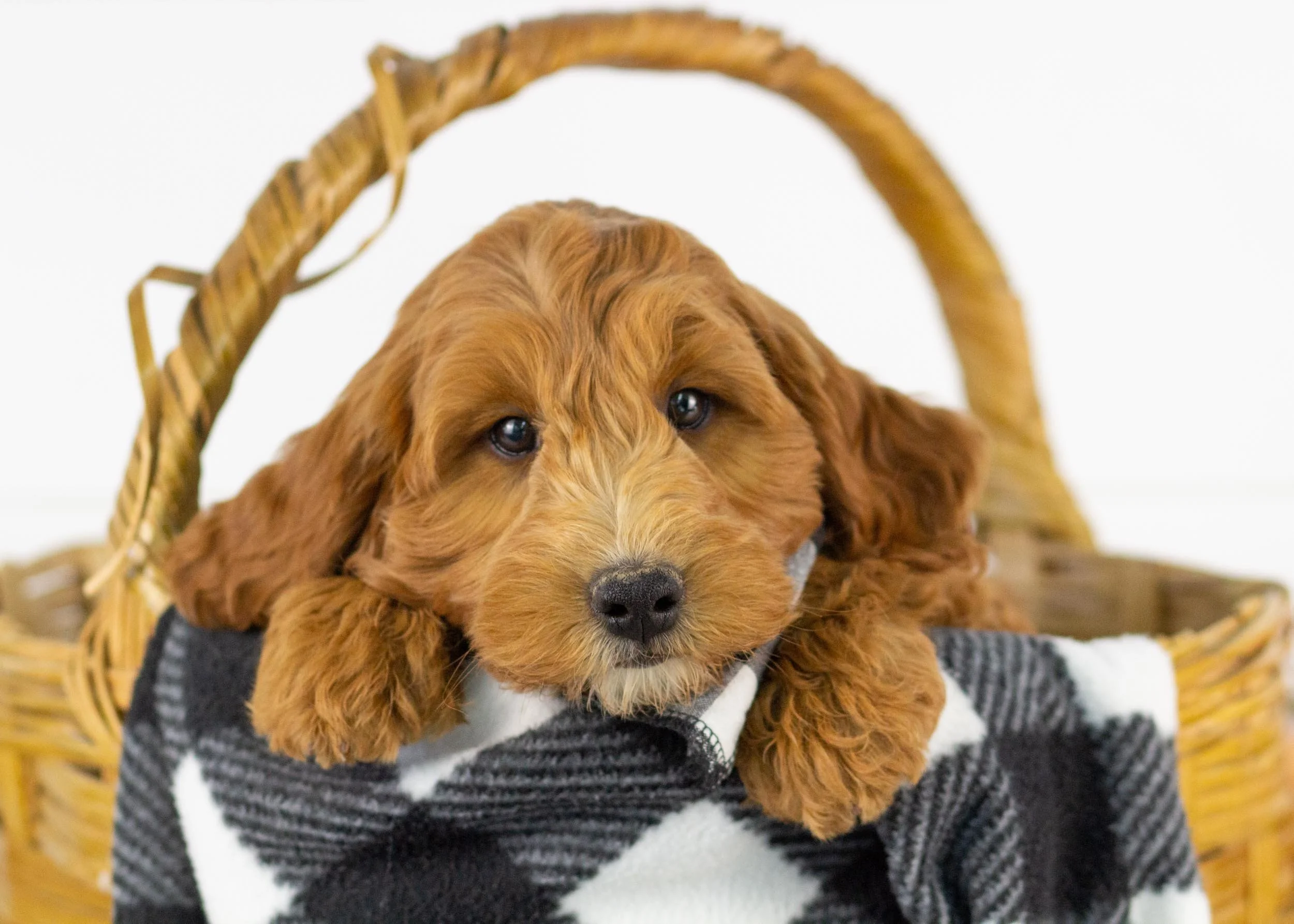 Landry goldendoodle for sale(2).jpg