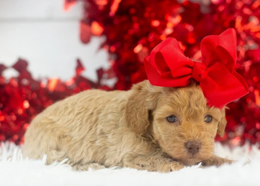 Indiana goldendoodle for sale(2).jpg