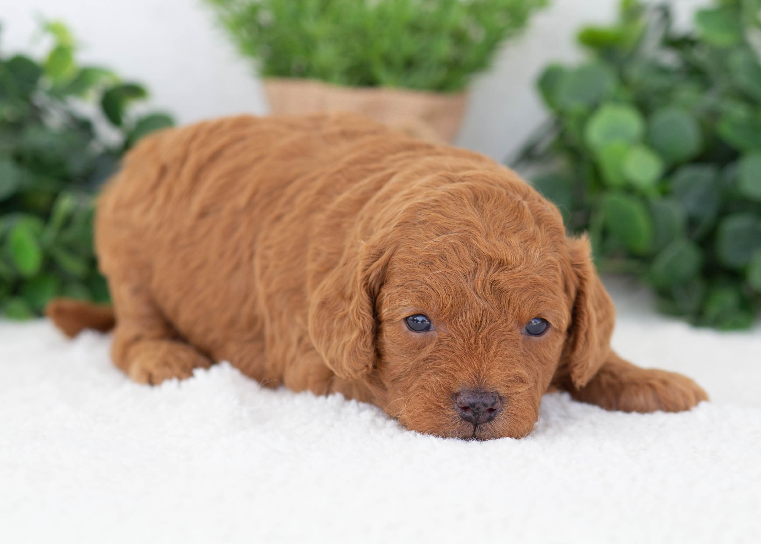 Olive Goldendoodle For Sale(2).jpg