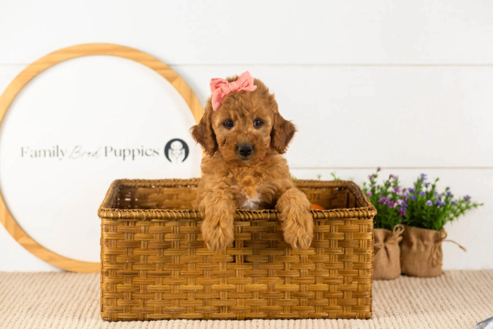 savannah goldendoodle for sale(3).jpg