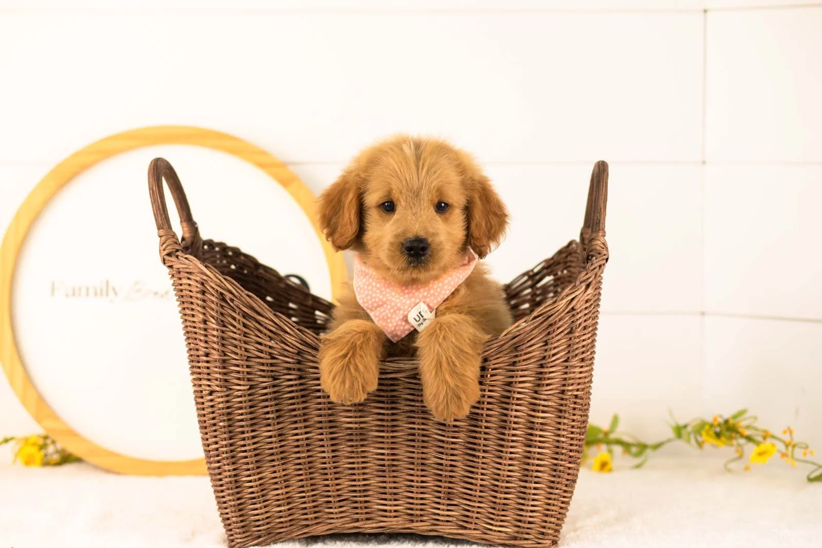 Evan goldendoodle for sale(4).jpg