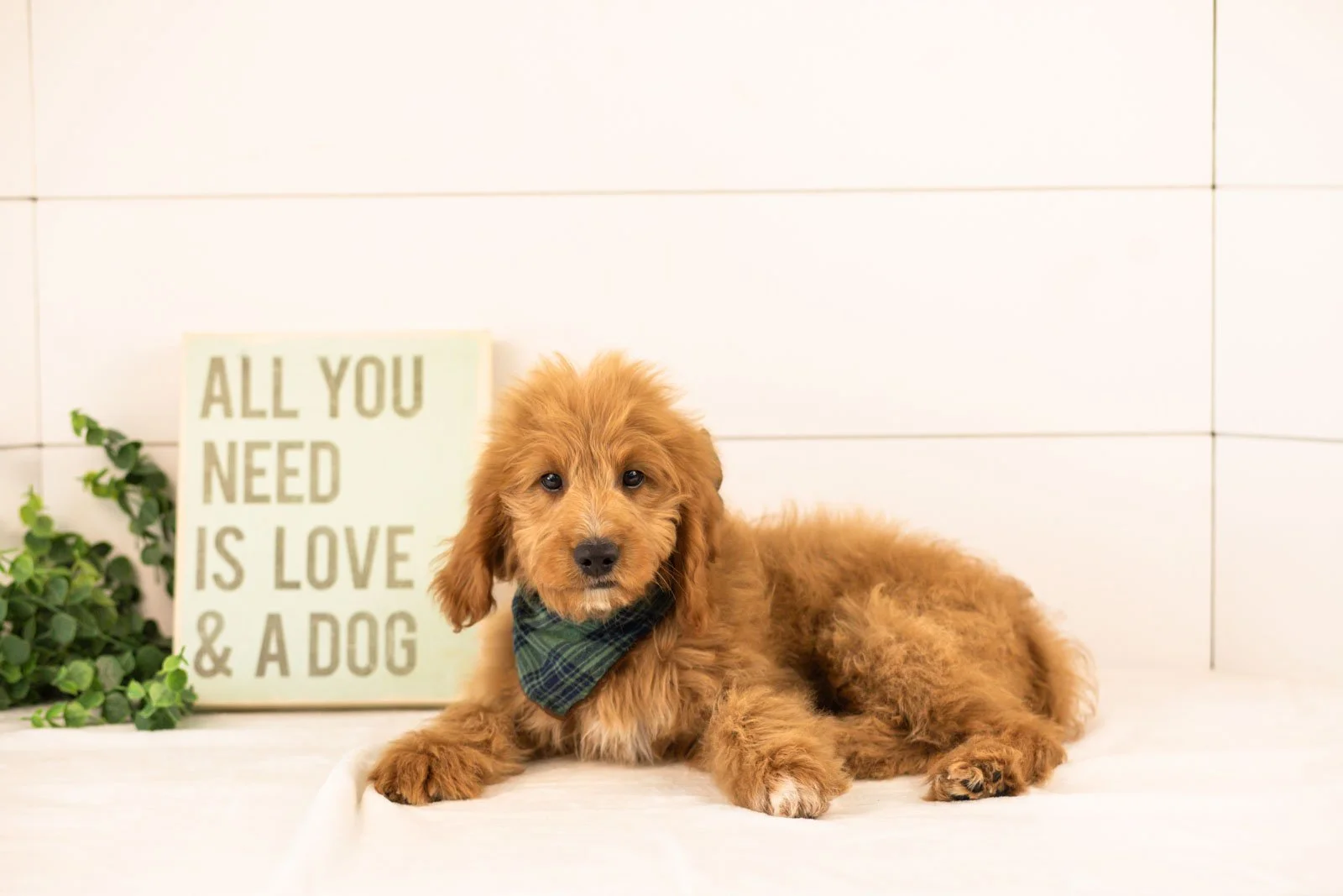 Munster goldendoodle for sale.jpg