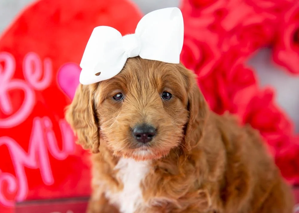 Lullaby goldendoodle for sale(2).jpg