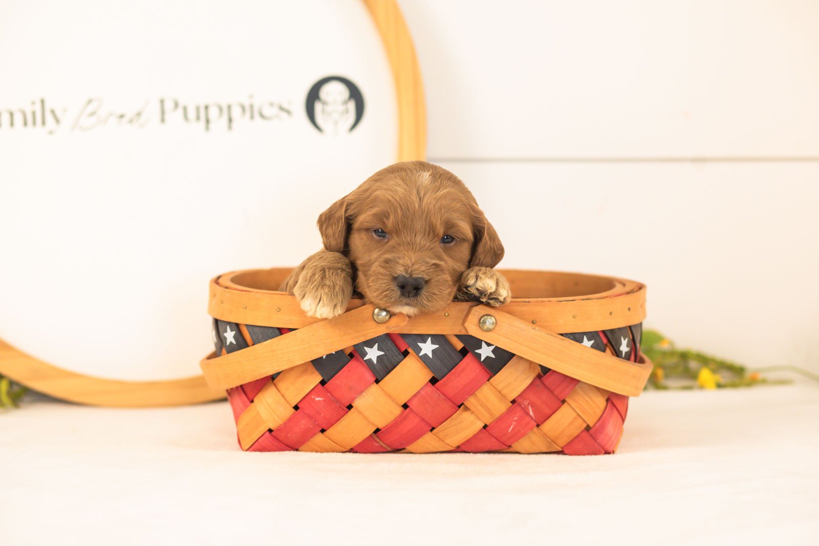 Cooper goldendoodle for sale(3).jpg