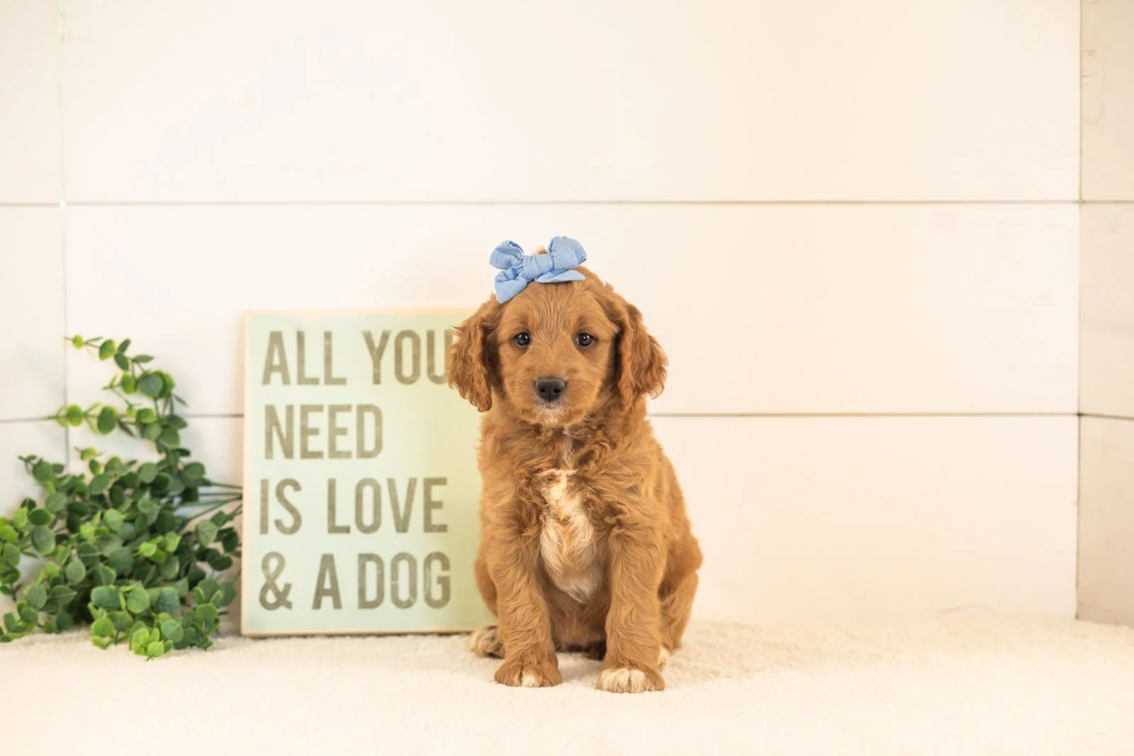 Odessa goldendoodle for sale(2).jpg