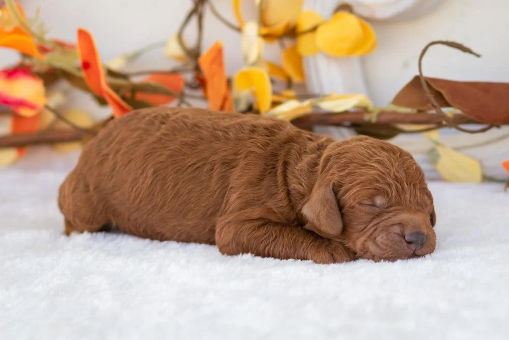Bear goldendoodle for sale(3).jpg