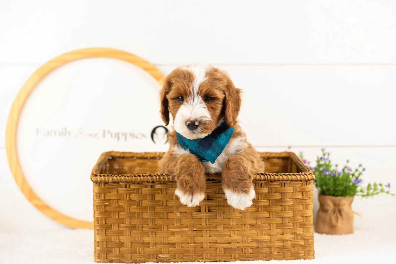 Horatio goldendoodle for sale(4).jpg