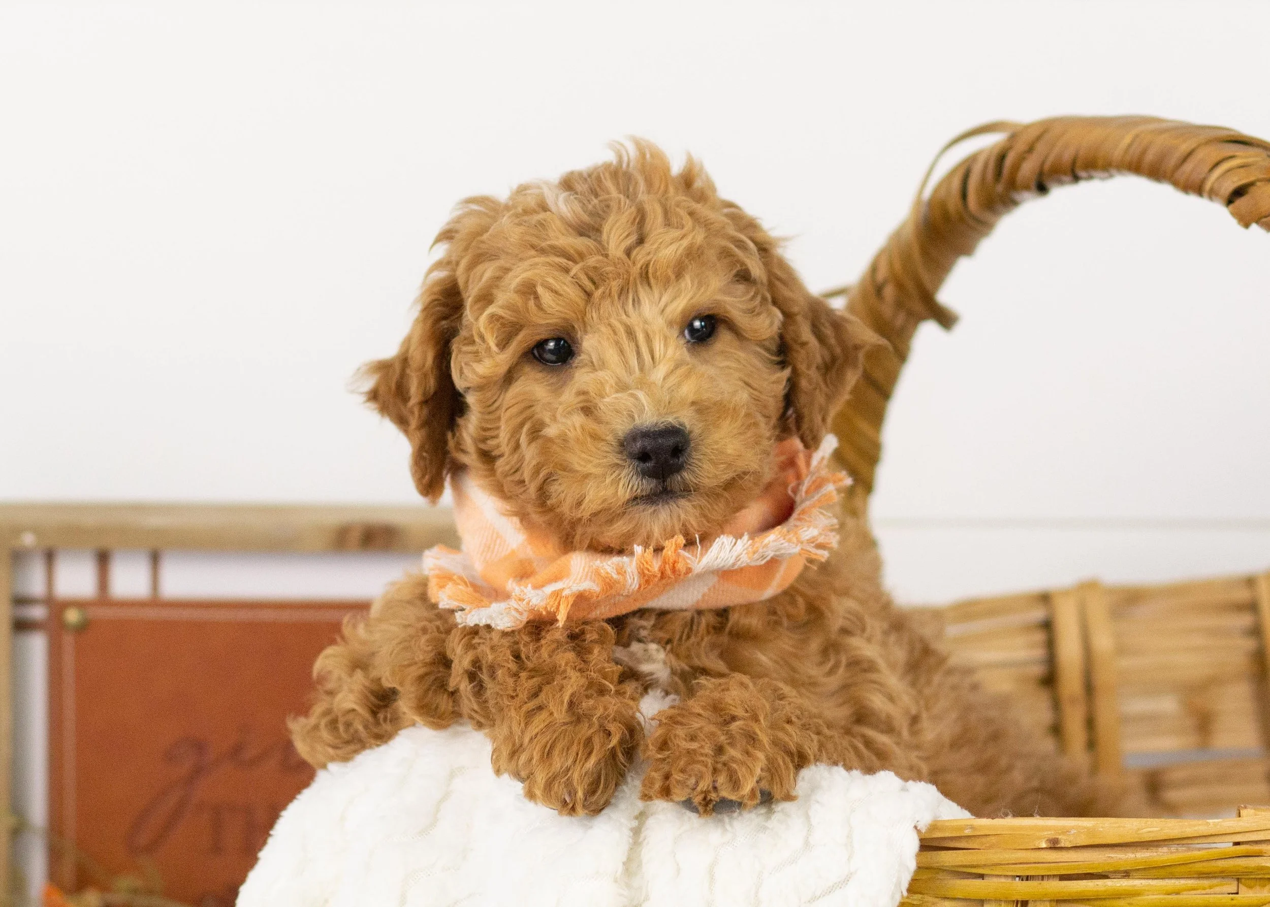 Camper goldendoodle for sale(2).jpg