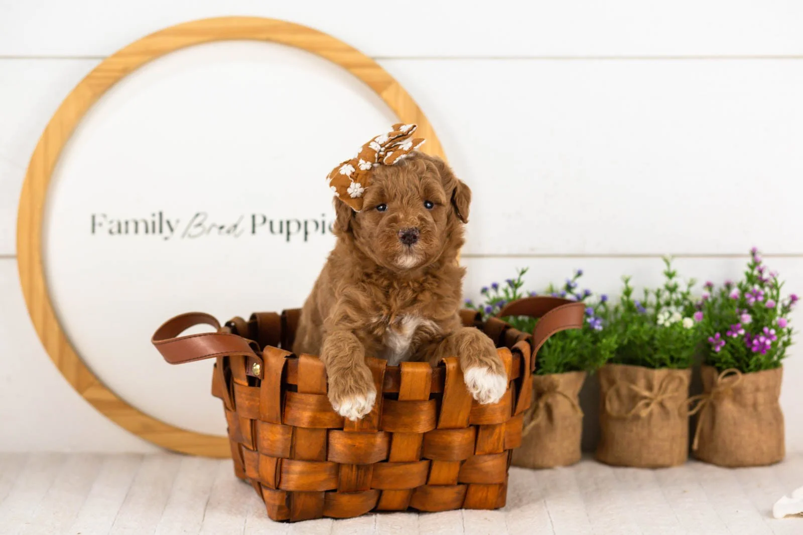 Serenity goldendoodle for sale(4).jpg