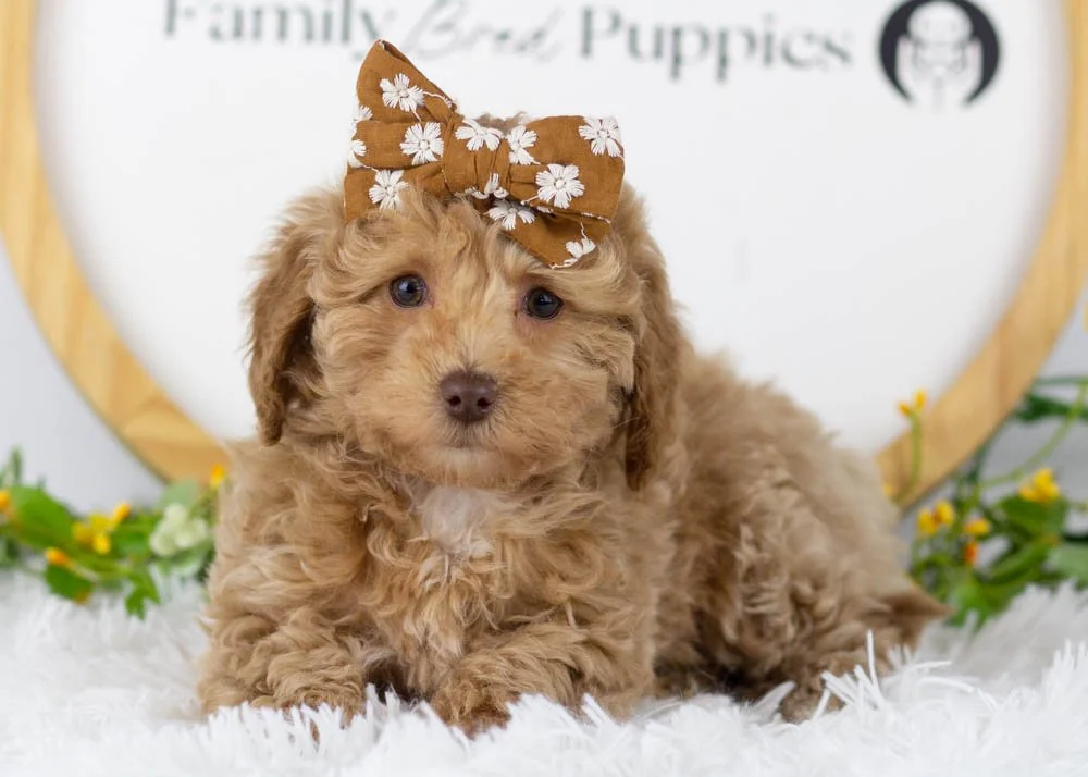 indiana goldendoodle for sale(3).jpg