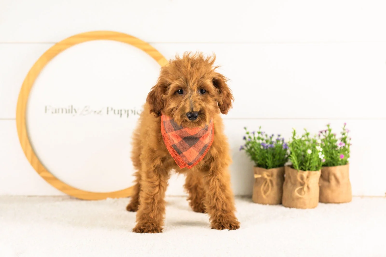 Russell goldendoodle for adoption(2).jpg