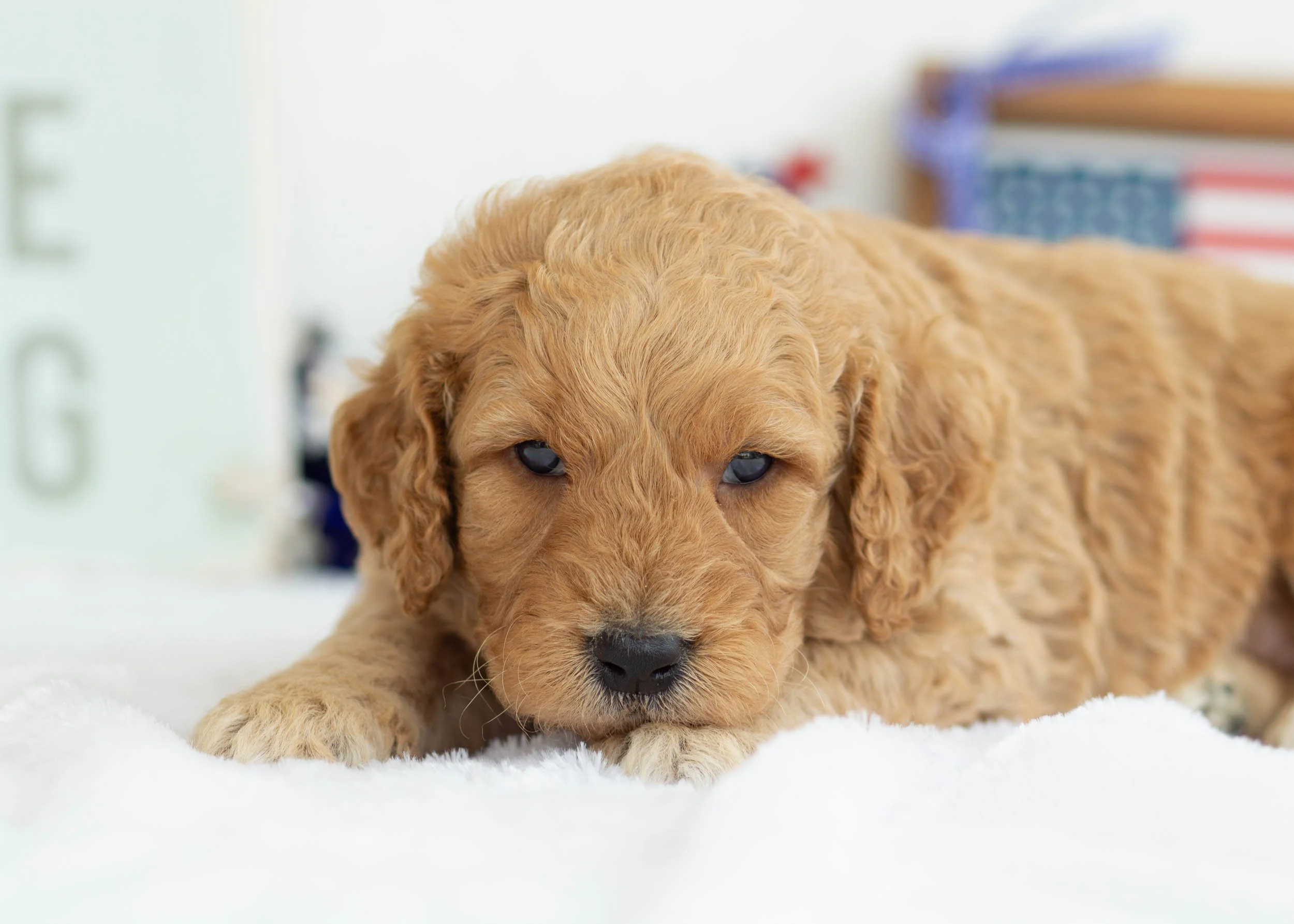Dorito Goldendoodle For Sale.jpg