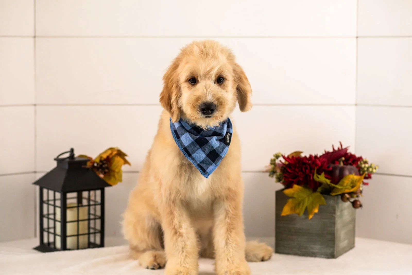 Ezra goldendoodle for sale(1).jpg