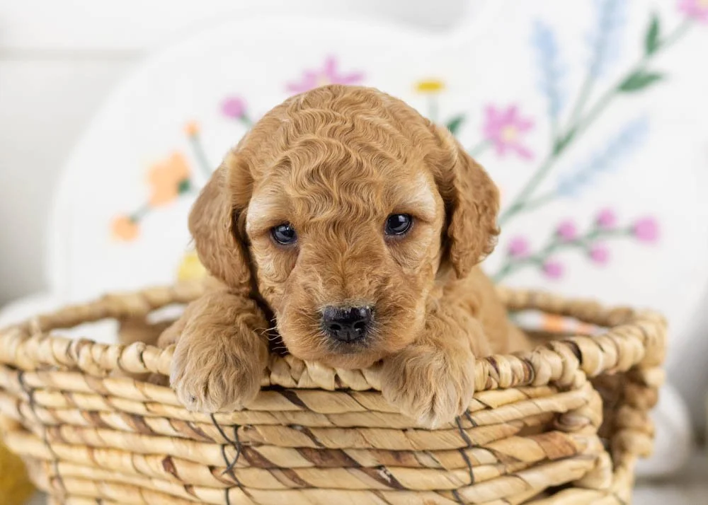 goldendoodle for sale