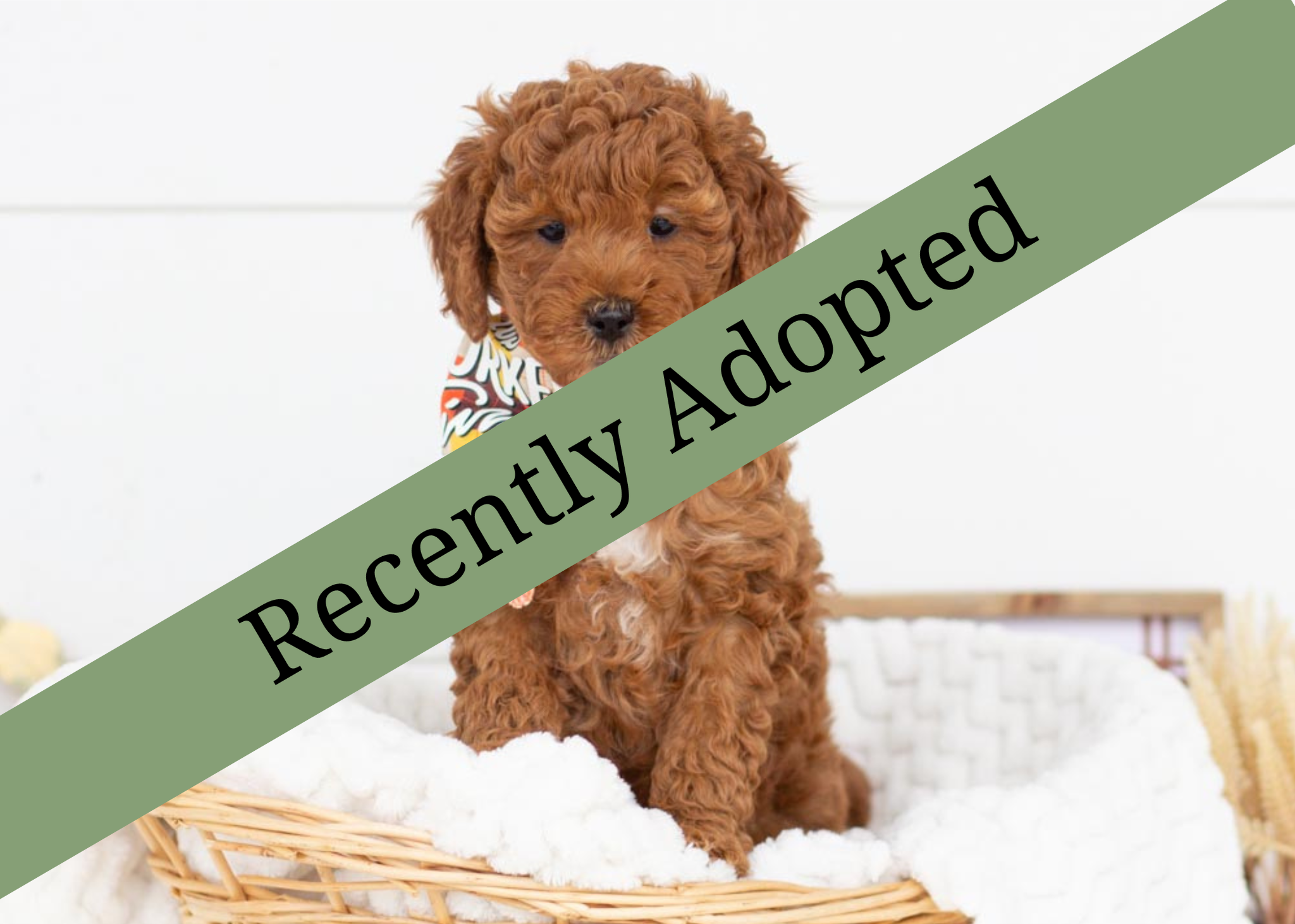 goldendoodle for sale
