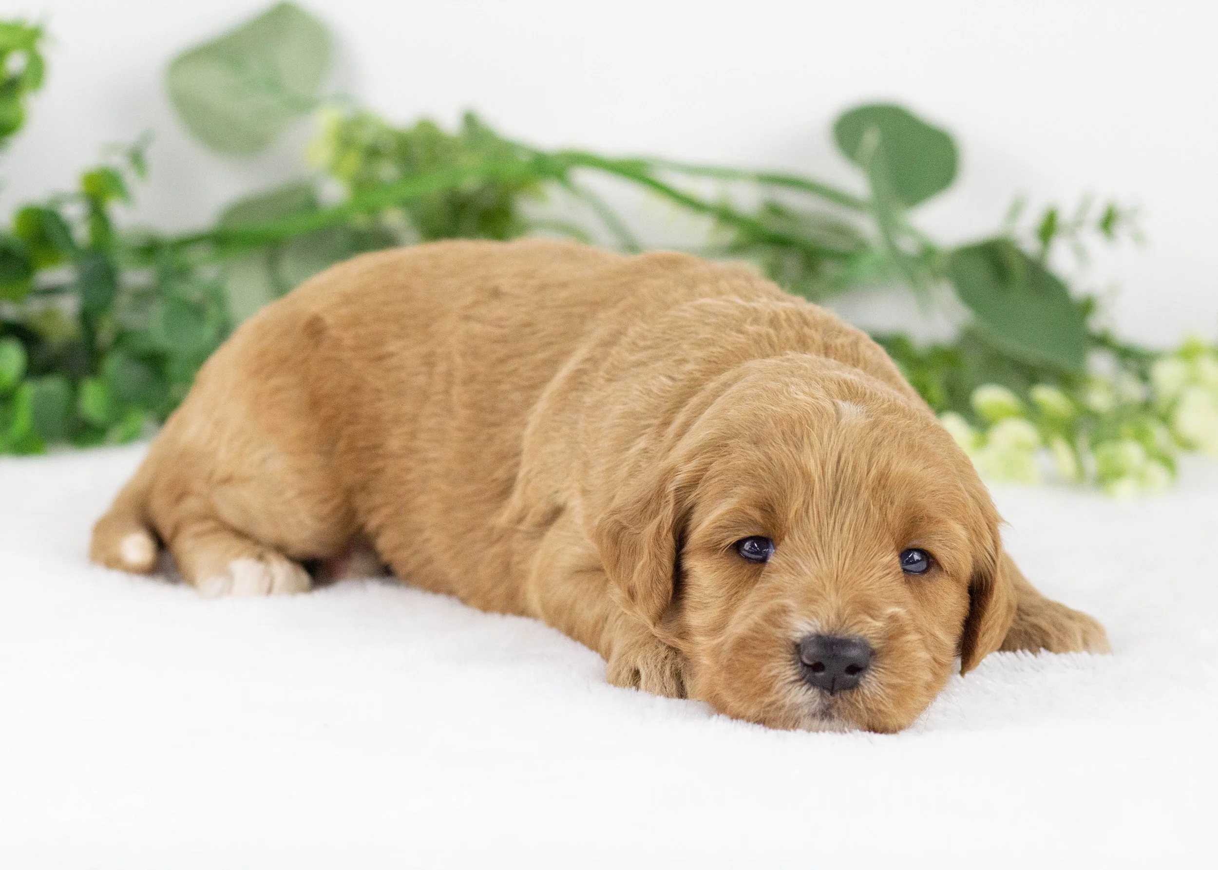 Sparrow goldendoodle for sale.jpg